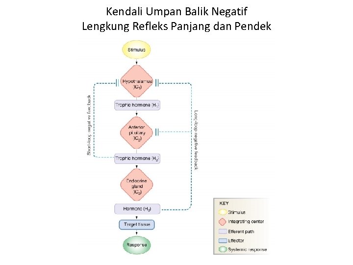 Kendali Umpan Balik Negatif Lengkung Refleks Panjang dan Pendek 