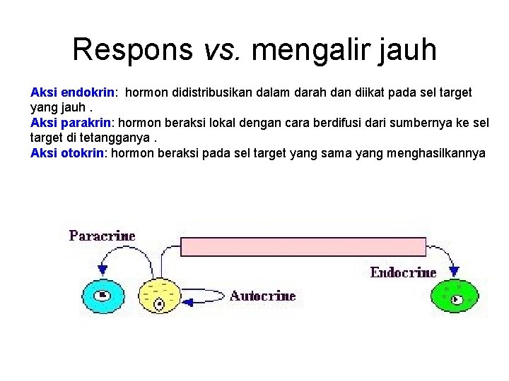 Respons vs. mengalir jauh Aksi endokrin: hormon didistribusikan dalam darah dan diikat pada sel