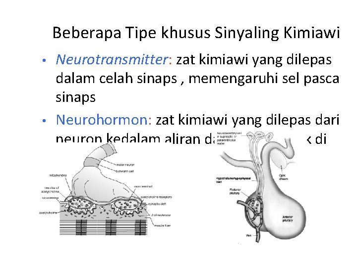 Beberapa Tipe khusus Sinyaling Kimiawi • • Neurotransmitter: zat kimiawi yang dilepas dalam celah