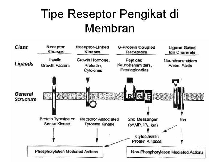 Tipe Reseptor Pengikat di Membran 