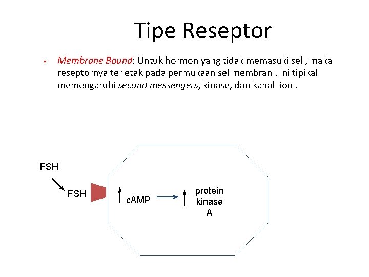 Tipe Reseptor • Membrane Bound: Untuk hormon yang tidak memasuki sel , maka reseptornya