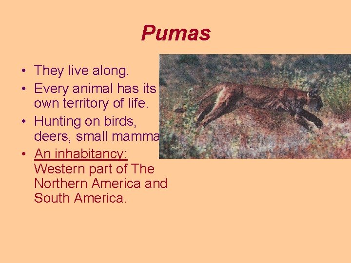 Pumas • They live along. • Every animal has its own territory of life.