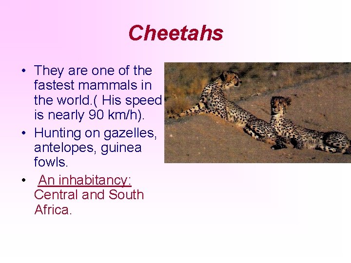 Cheetahs • They are one of the fastest mammals in the world. ( His