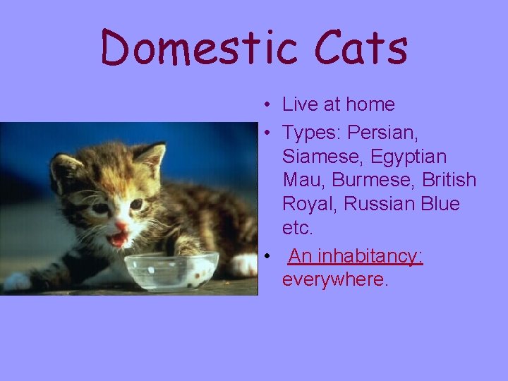 Domestic Cats • Live at home • Types: Persian, Siamese, Egyptian Mau, Burmese, British