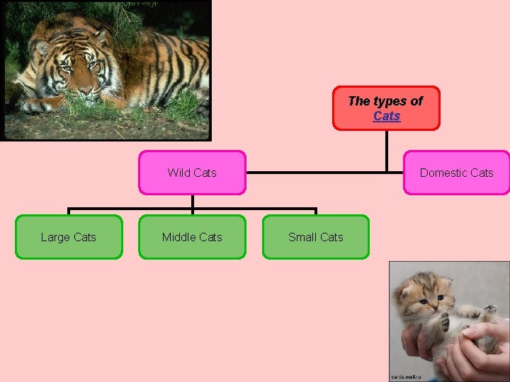 The types of Cats Wild Cats Large Cats Middle Cats Domestic Cats Small Cats