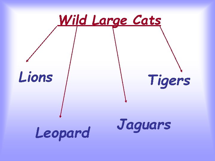 Wild Large Cats Lions Leopard Tigers Jaguars 