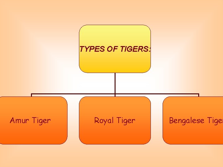 TYPES OF TIGERS: Amur Tiger Royal Tiger Bengalese Tiger 