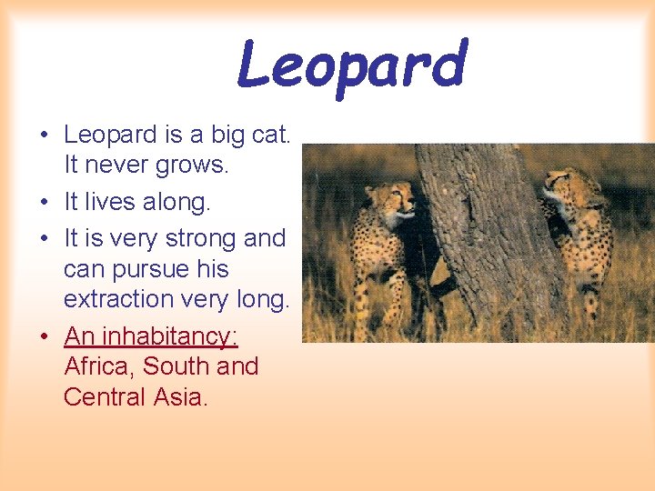 Leopard • Leopard is a big cat. It never grows. • It lives along.