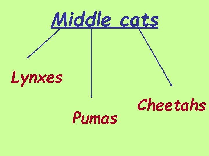 Middle cats Lynxes Pumas Cheetahs 