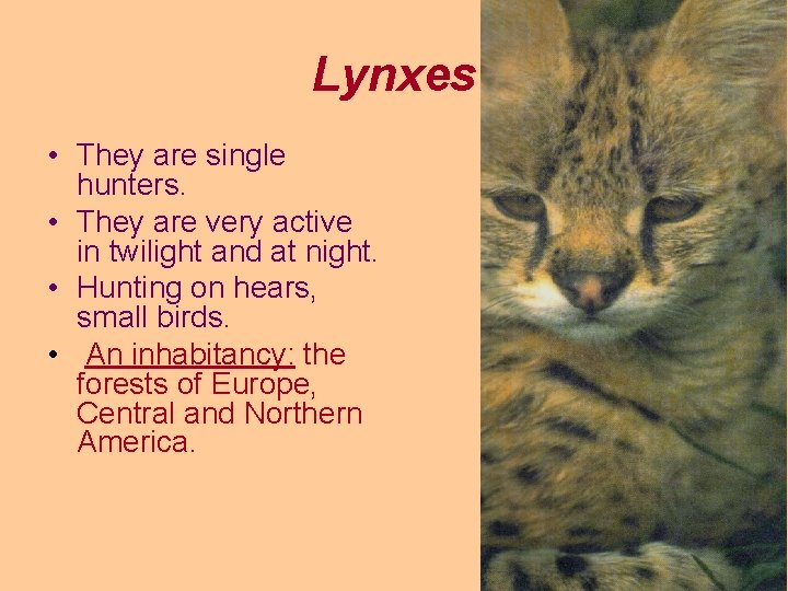 Lynxes • They are single hunters. • They are very active in twilight and