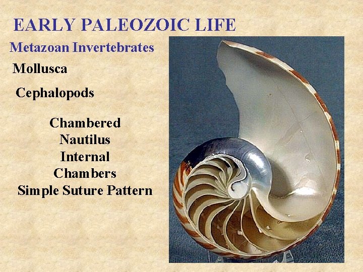 EARLY PALEOZOIC LIFE Metazoan Invertebrates Mollusca Cephalopods Chambered