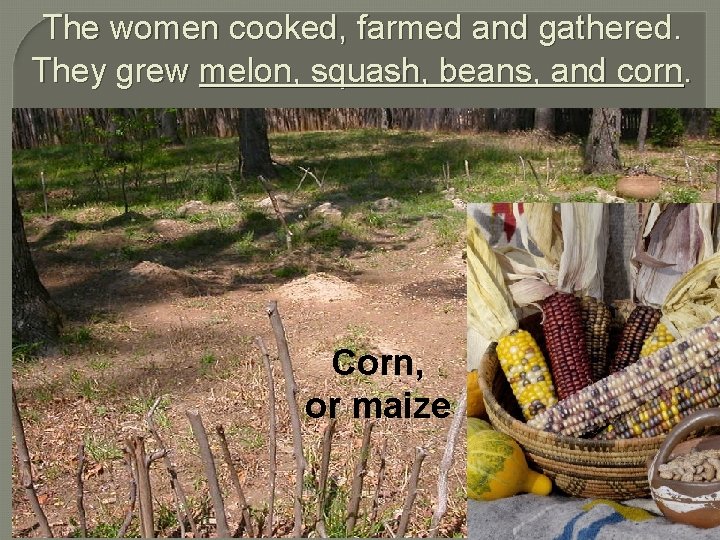 The women cooked, farmed and gathered. They grew melon, squash, beans, and corn. Corn,