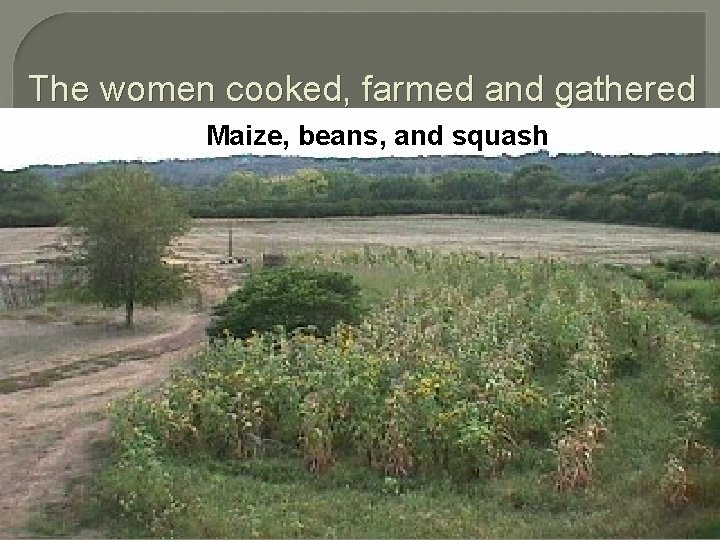 The women cooked, farmed and gathered Maize, beans, and squash 