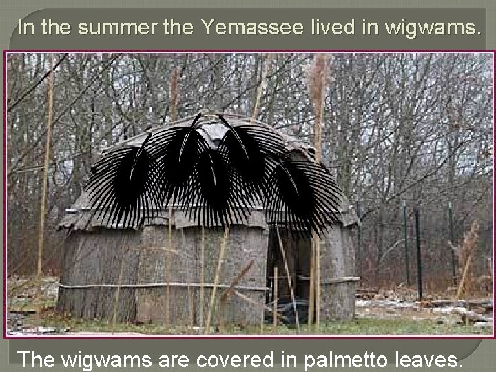 In the summer the Yemassee lived in wigwams. The wigwams are covered in palmetto