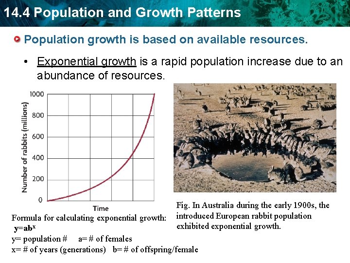 14. 4 Population and Growth Patterns Population growth is based on available resources. •