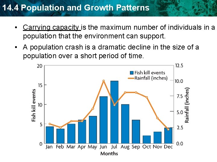 14. 4 Population and Growth Patterns • Carrying capacity is the maximum number of