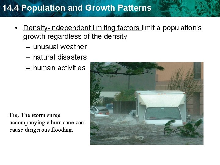 14. 4 Population and Growth Patterns • Density-independent limiting factors limit a population’s growth