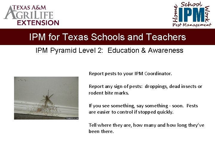 School Home Work IPM Pest Management IPM for Texas Schools and Teachers IPM Pyramid