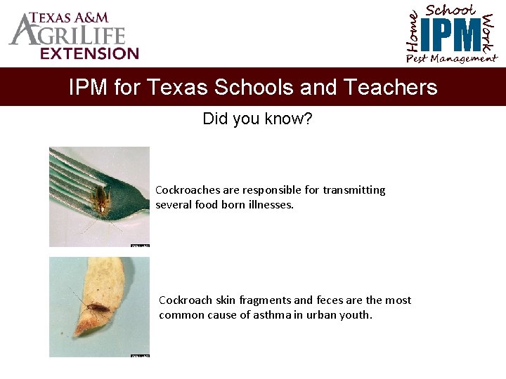 School Home Work IPM Pest Management IPM for Texas Schools and Teachers Did you