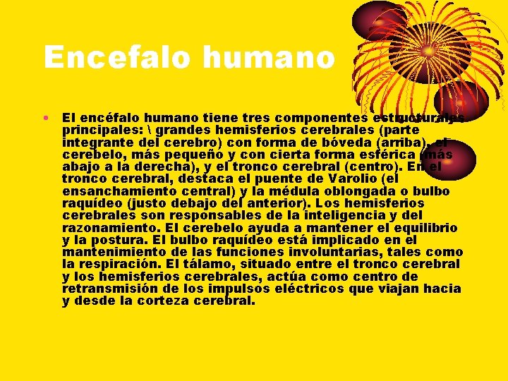 Encefalo humano • El encéfalo humano tiene tres componentes estructurales principales:  grandes hemisferios