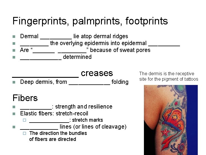 Fingerprints, palmprints, footprints n n Dermal _____ lie atop dermal ridges _____ the overlying