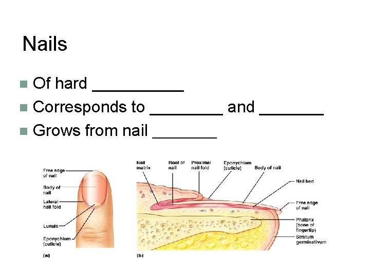 Nails Of hard _____ n Corresponds to ____ and _______ n Grows from nail