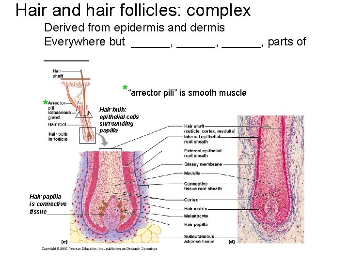 Hair and hair follicles: complex Derived from epidermis and dermis Everywhere but ______, parts