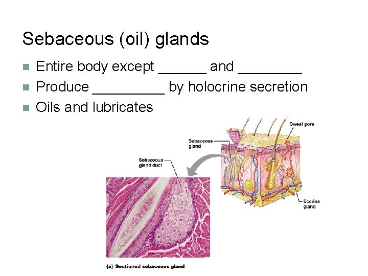 Sebaceous (oil) glands n n n Entire body except ______ and ____ Produce _____