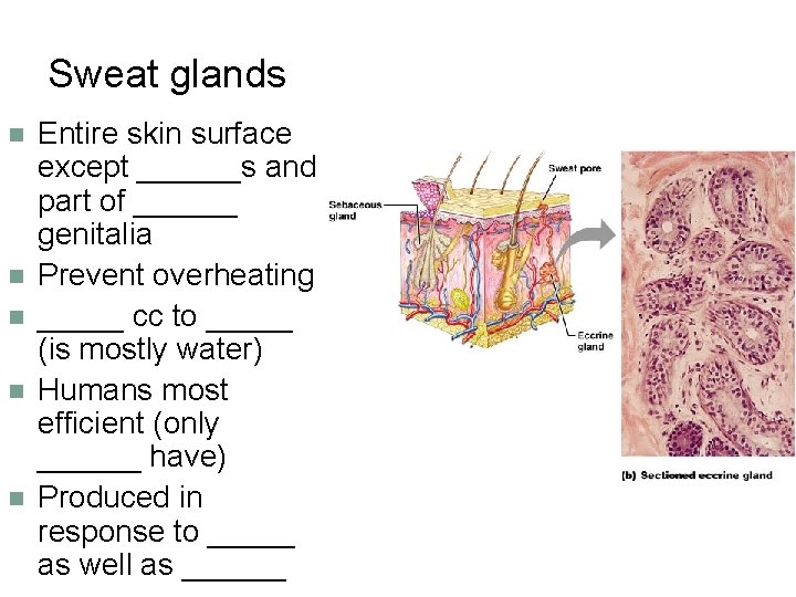 Sweat glands n n n Entire skin surface except ______s and part of ______