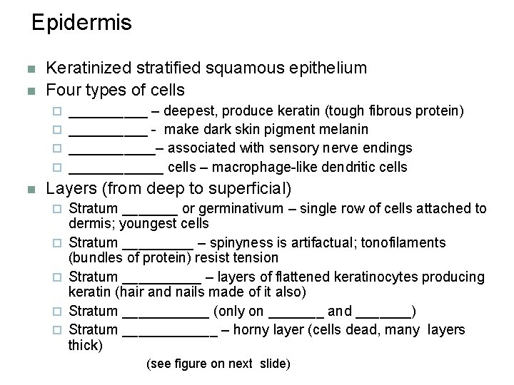 Epidermis n n Keratinized stratified squamous epithelium Four types of cells _____ – deepest,