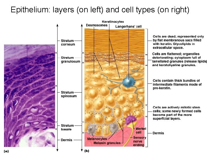 Epithelium: layers (on left) and cell types (on right) 