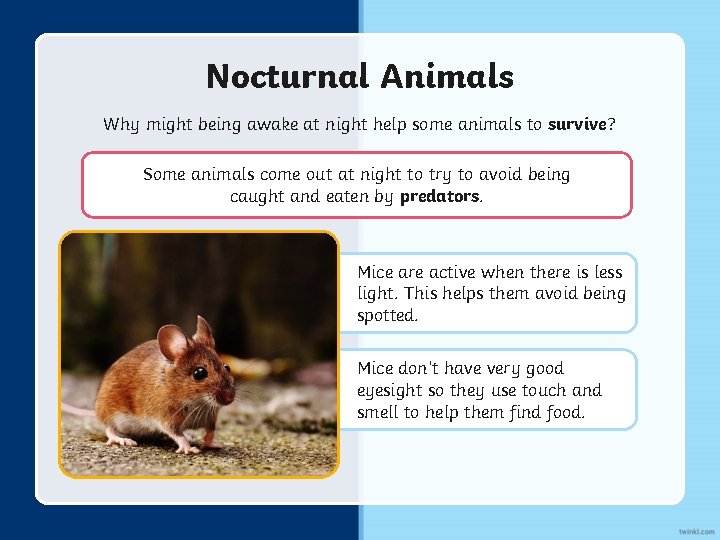 Nocturnal Animals Why might being awake at night help some animals to survive? Some