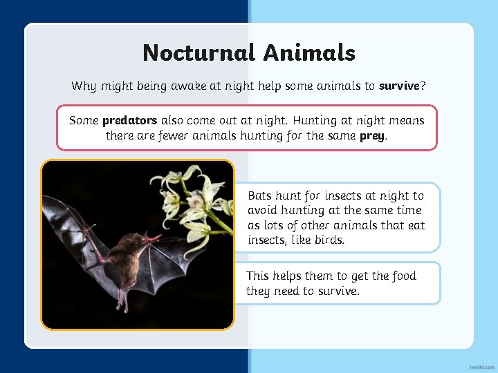 Nocturnal Animals Why might being awake at night help some animals to survive? Some