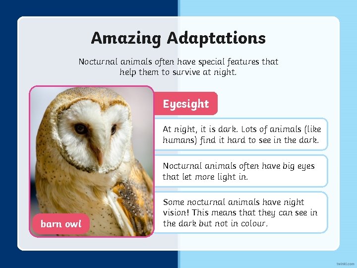 Amazing Adaptations Nocturnal animals often have special features that help them to survive at