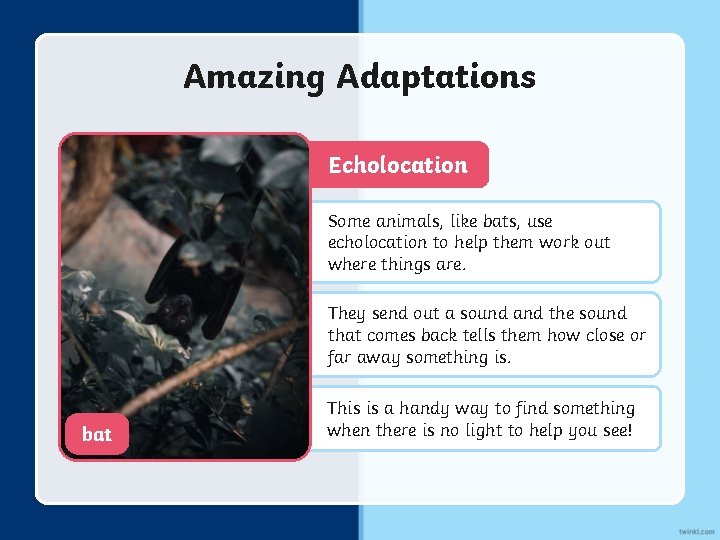 Amazing Adaptations Echolocation Some animals, like bats, use echolocation to help them work out