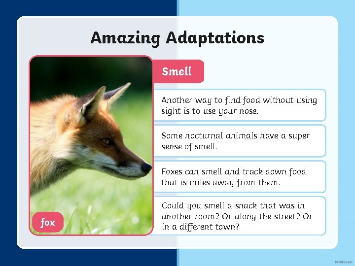 Amazing Adaptations Smell Another way to find food without using sight is to use