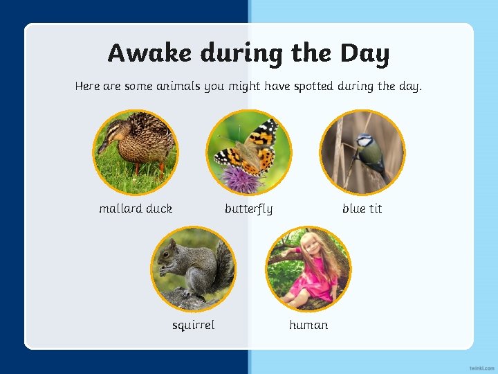 Awake during the Day Here are some animals you might have spotted during the