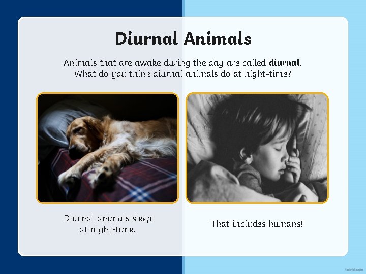 Diurnal Animals that are awake during the day are called diurnal. What do you