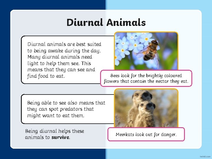 Diurnal Animals Diurnal animals are best suited to being awake during the day. Many