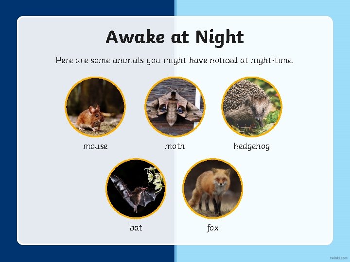 Awake at Night Here are some animals you might have noticed at night-time. mouse