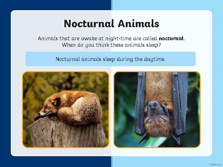 Nocturnal Animals that are awake at night-time are called nocturnal. When do you think