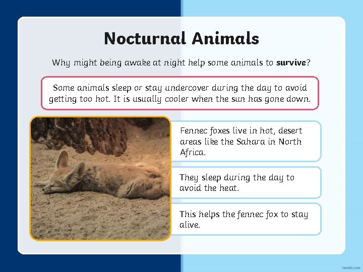 Nocturnal Animals Why might being awake at night help some animals to survive? Some