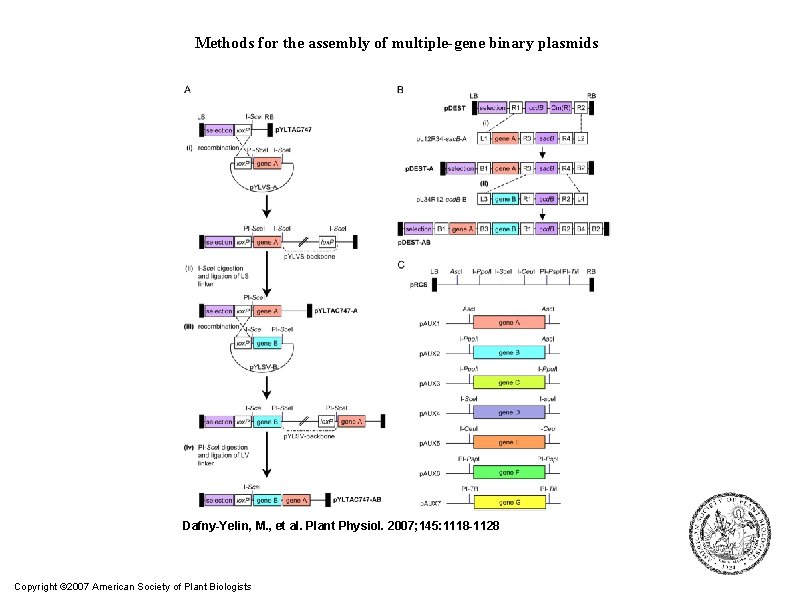 Methods for the assembly of multiple-gene binary plasmids Dafny-Yelin, M. , et al. Plant