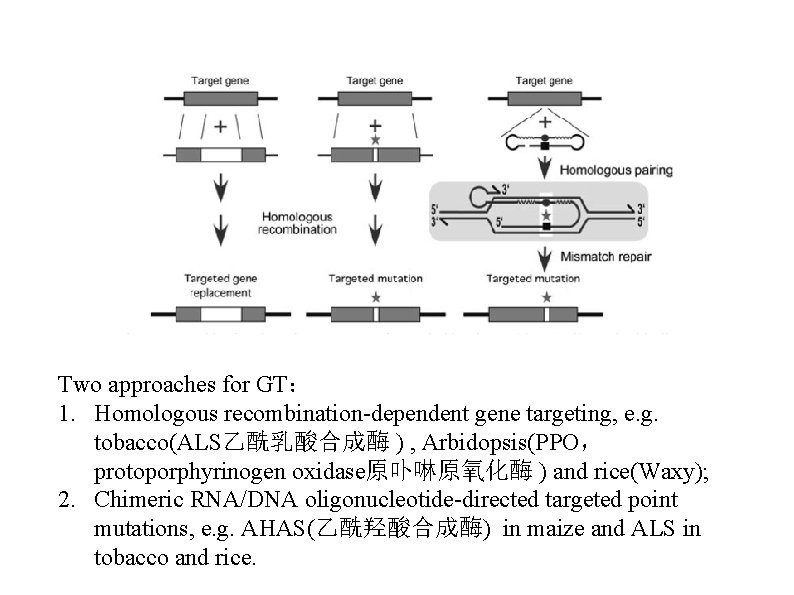 Two approaches for GT： 1. Homologous recombination-dependent gene targeting, e. g. tobacco(ALS乙酰乳酸合成酶 ) ,