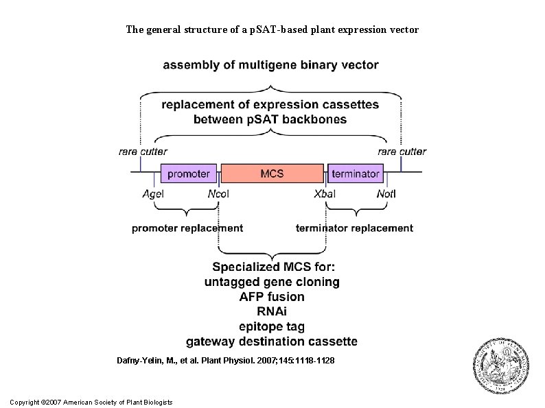 The general structure of a p. SAT-based plant expression vector Dafny-Yelin, M. , et