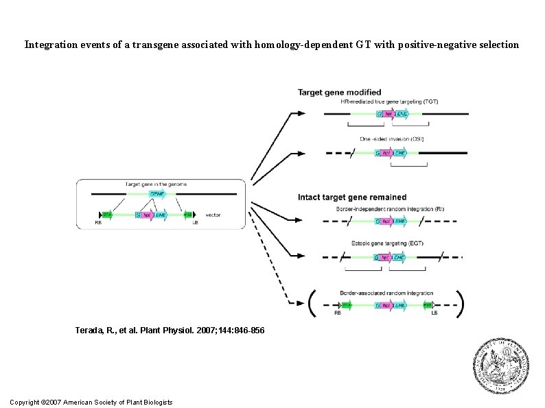 Integration events of a transgene associated with homology-dependent GT with positive-negative selection Terada, R.