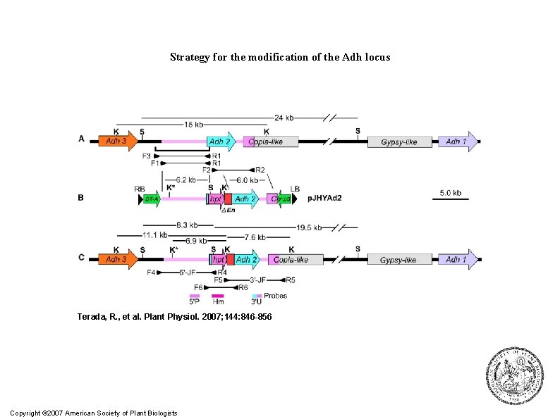Strategy for the modification of the Adh locus Terada, R. , et al. Plant