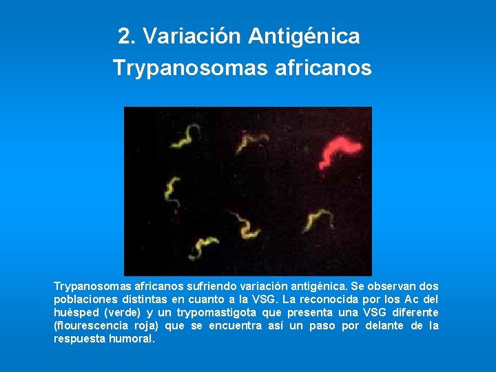 2. Variación Antigénica Trypanosomas africanos sufriendo variación antigénica. Se observan dos poblaciones distintas en