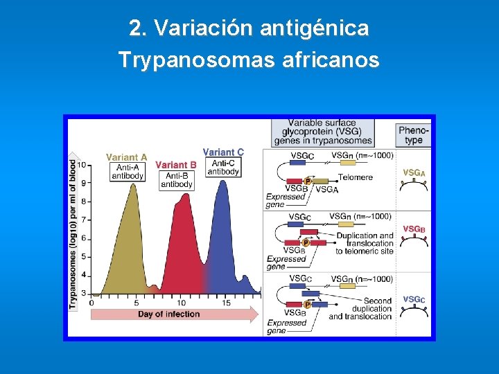 2. Variación antigénica Trypanosomas africanos 