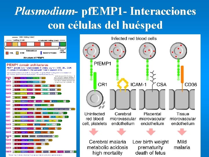 Plasmodium- pf. EMP 1 - Interacciones con células del huésped 